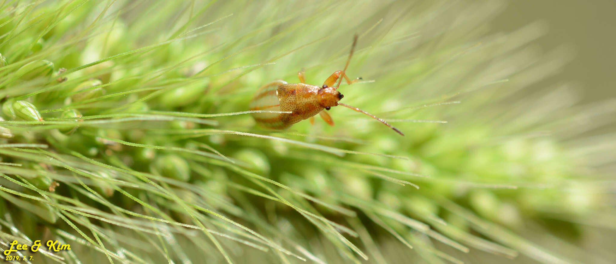 Image of Pachygrontha antennata (Uhler & P. R. 1860)