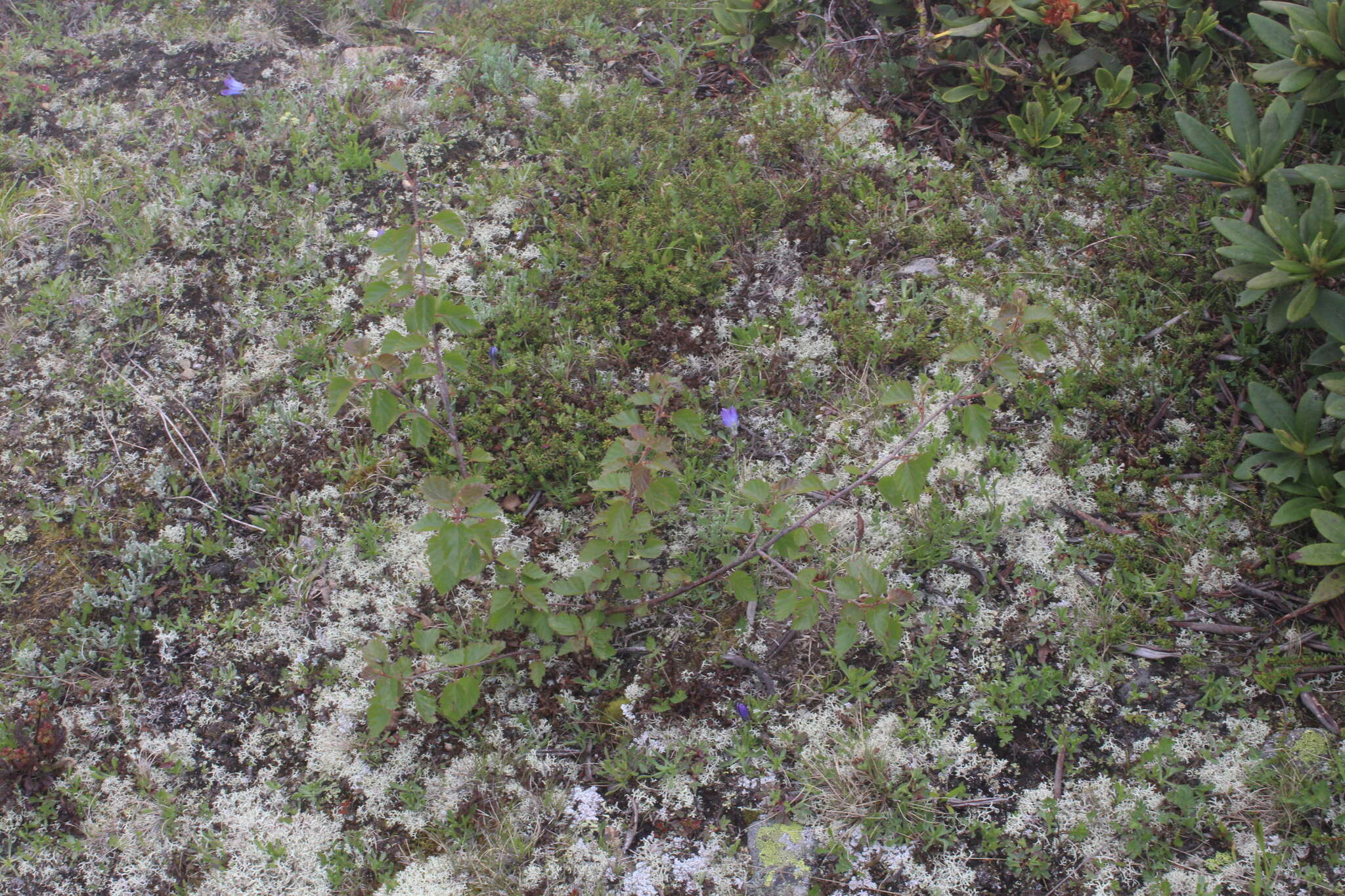 Imagem de Betula pubescens var. litwinowii (Doluch.) Ashburner & McAll.