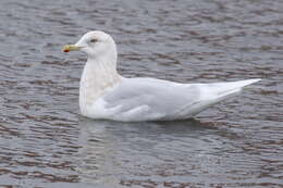 Image of Iceland gull