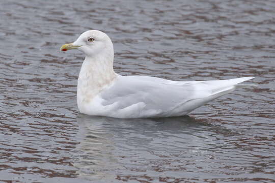 Image of Iceland gull