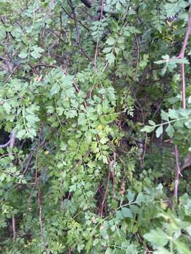 Image of Bursera laxiflora S. Wats.