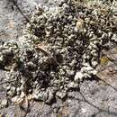 Image of New Mexico xanthoparmelia lichen