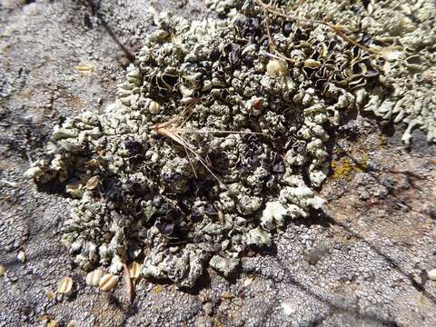 Image of New Mexico xanthoparmelia lichen
