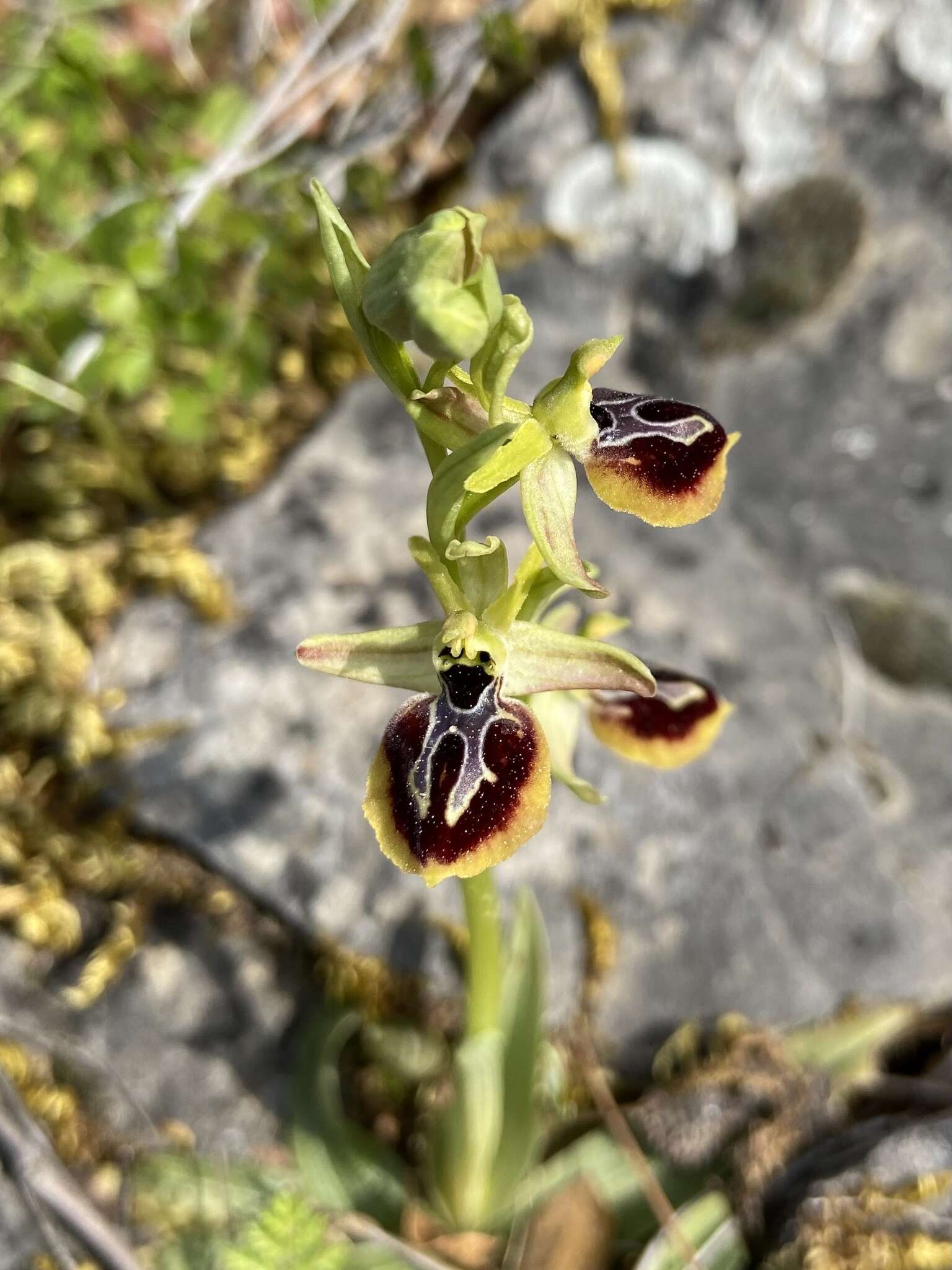 Image of Ophrys sphegodes subsp. aesculapii (Renz) Soó ex J. J. Wood