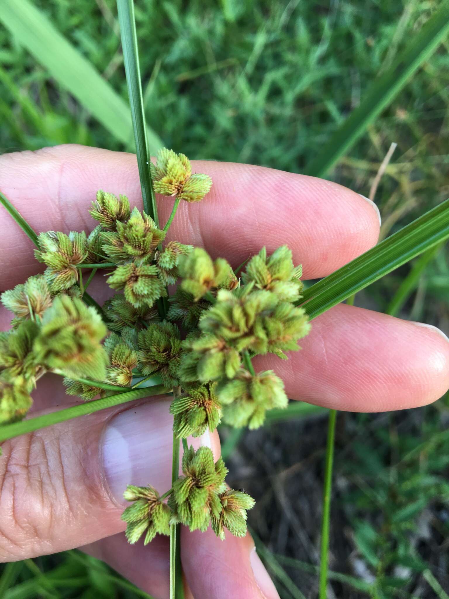 Image of Marsh Flat Sedge