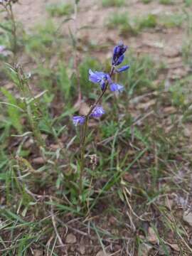 Image of Polygala comosa subsp. comosa