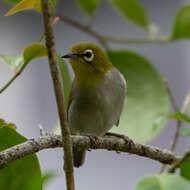 Image of Zosterops simplex erwini Chasen 1935