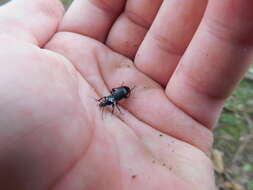 Image of Pterostichus (Lamenius) caudicalis (Say 1823)