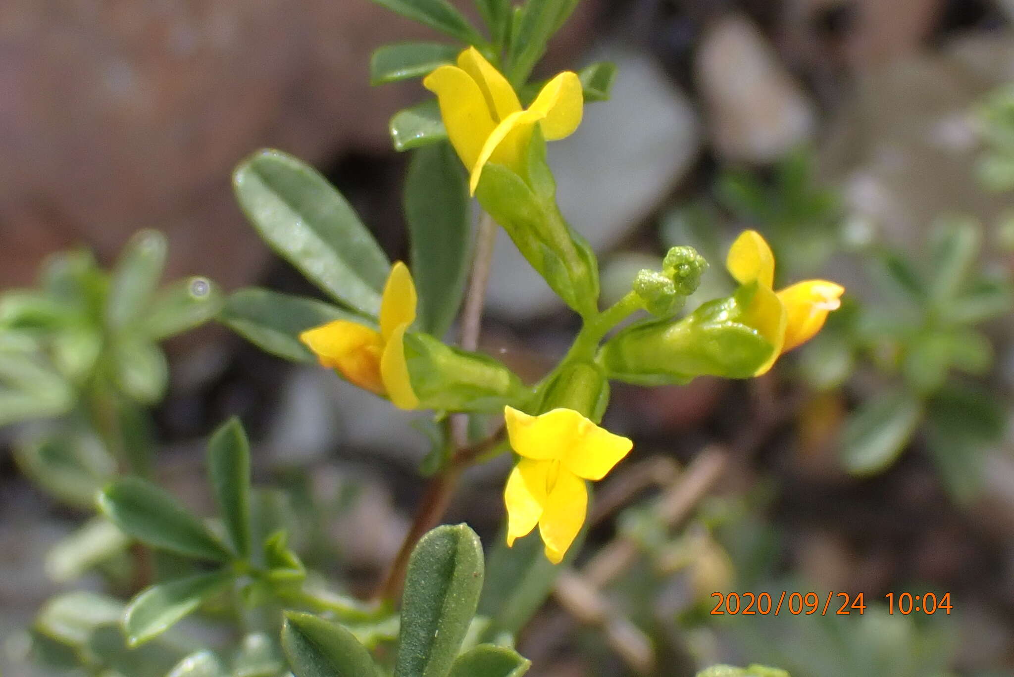 Image of Melolobium candicans (E. Mey.) Eckl. & Zeyh.