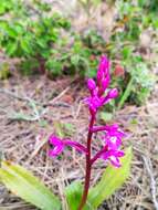 Image of Four-spotted Orchis