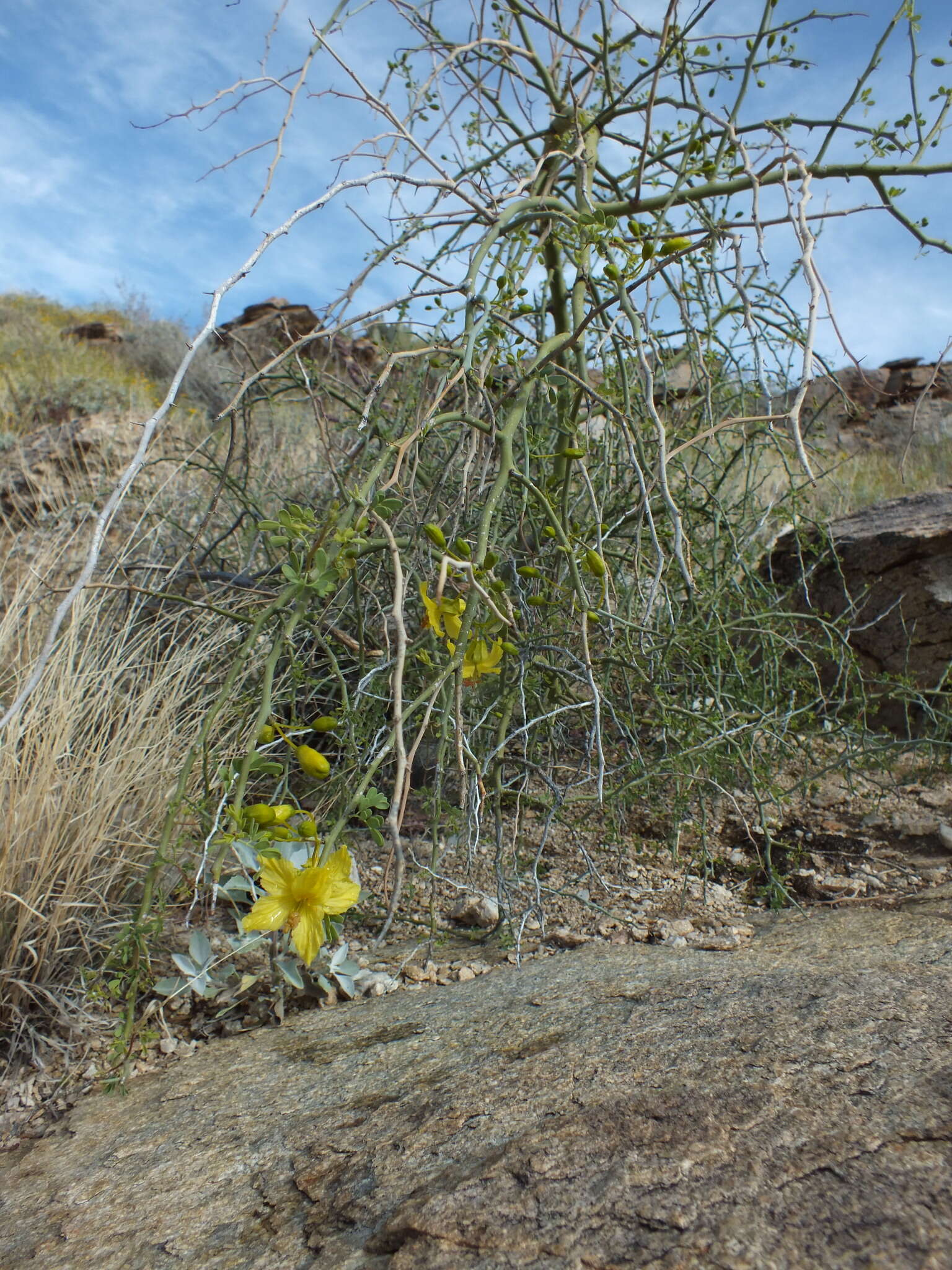 Image of Cercidium floridum