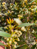 Imagem de <i>Eucalyptus <i>uncinata</i></i> subsp. uncinata