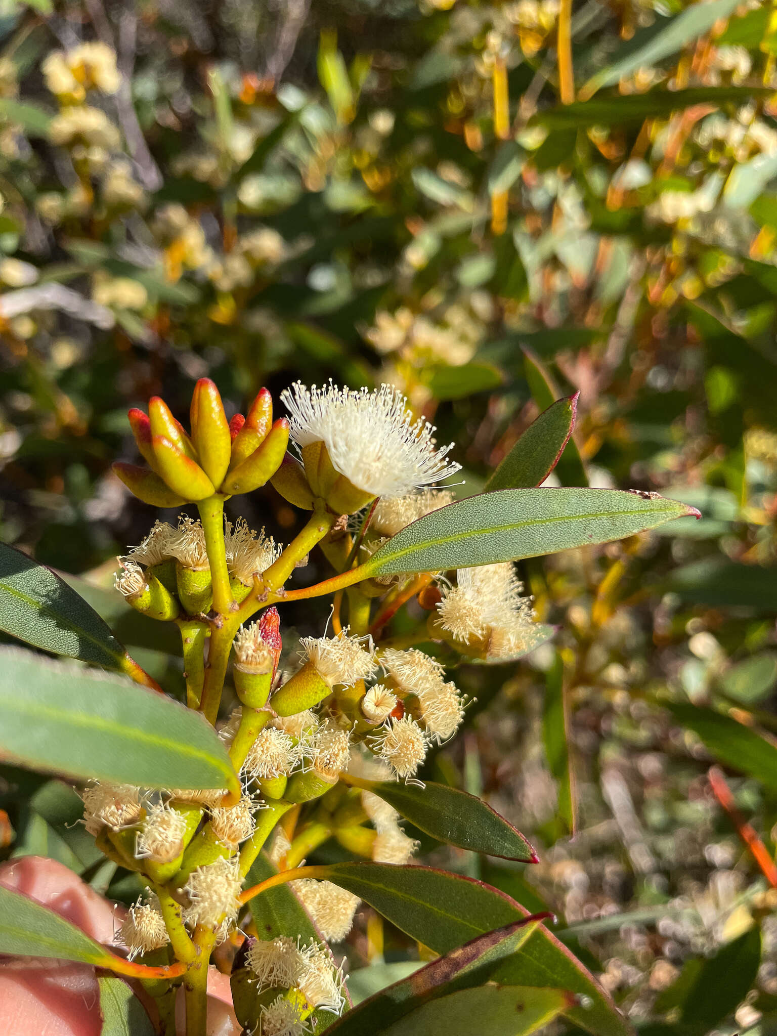 Imagem de <i>Eucalyptus <i>uncinata</i></i> subsp. uncinata