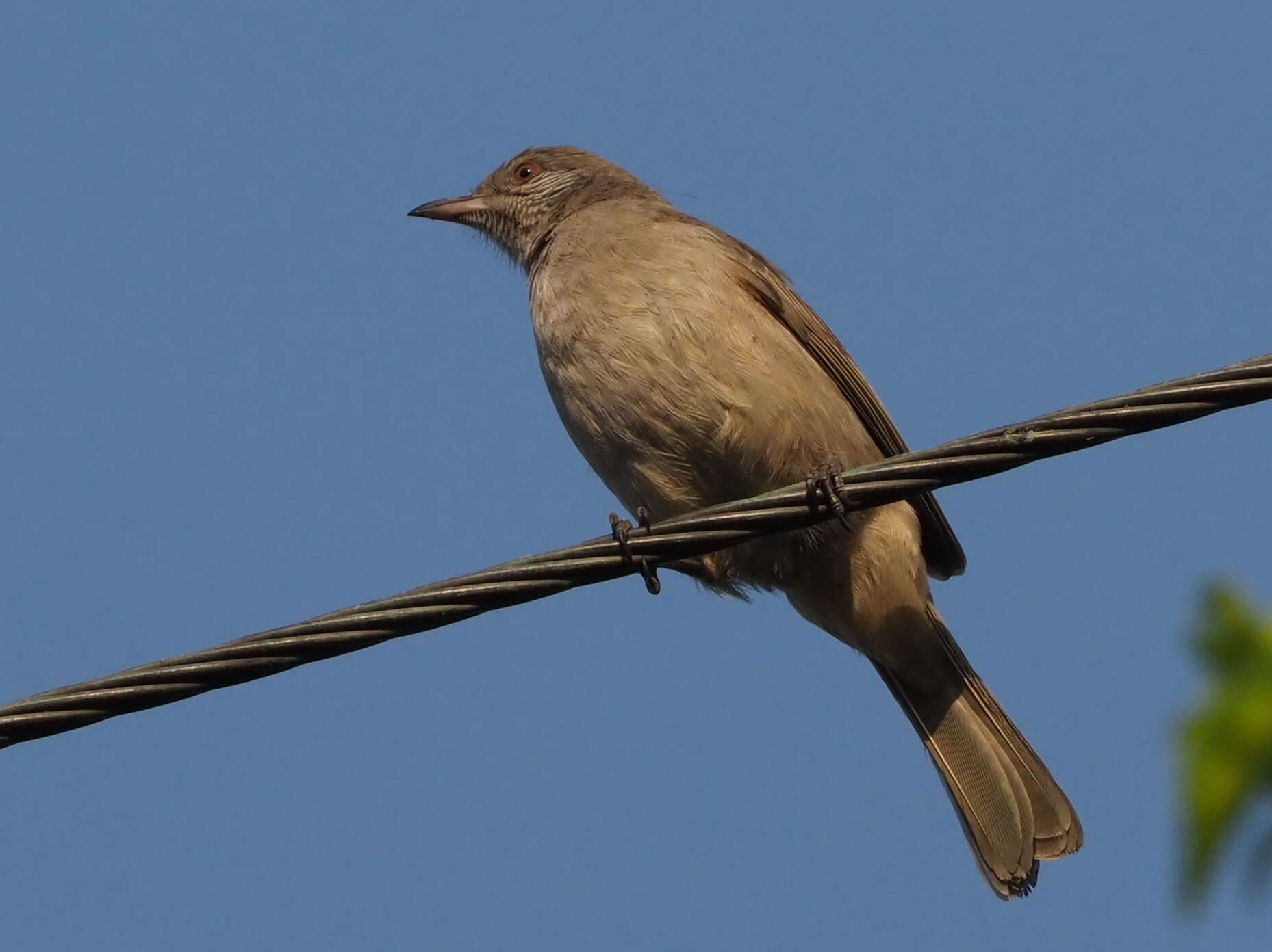 Image of Ayeyarwady Bulbul