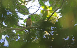 Image of Amazonian Motmot