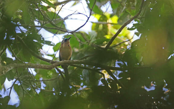 Image de Motmot houtouc