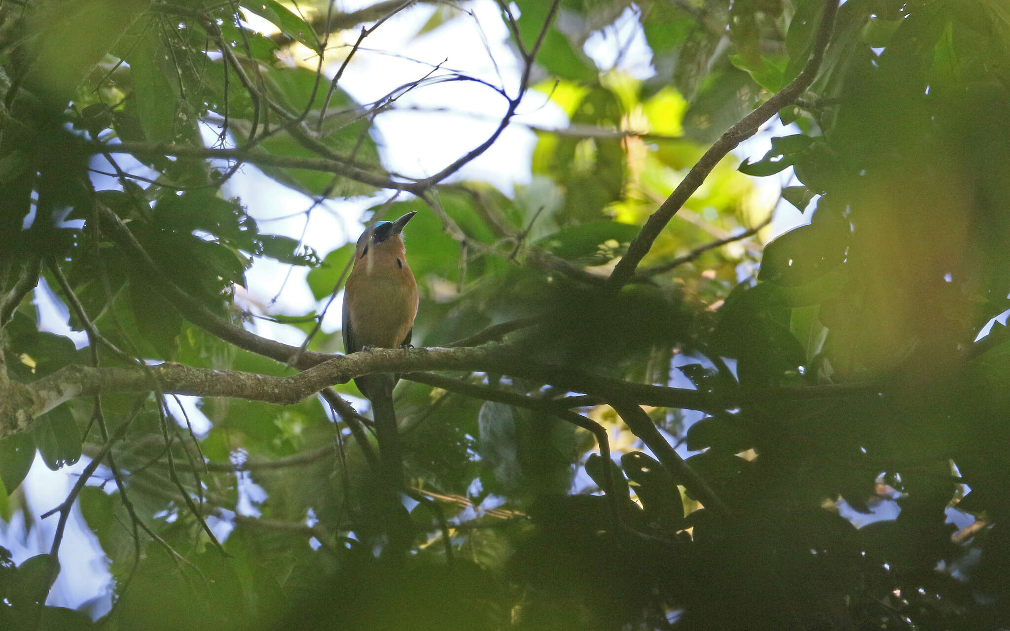 Image of Amazonian Motmot