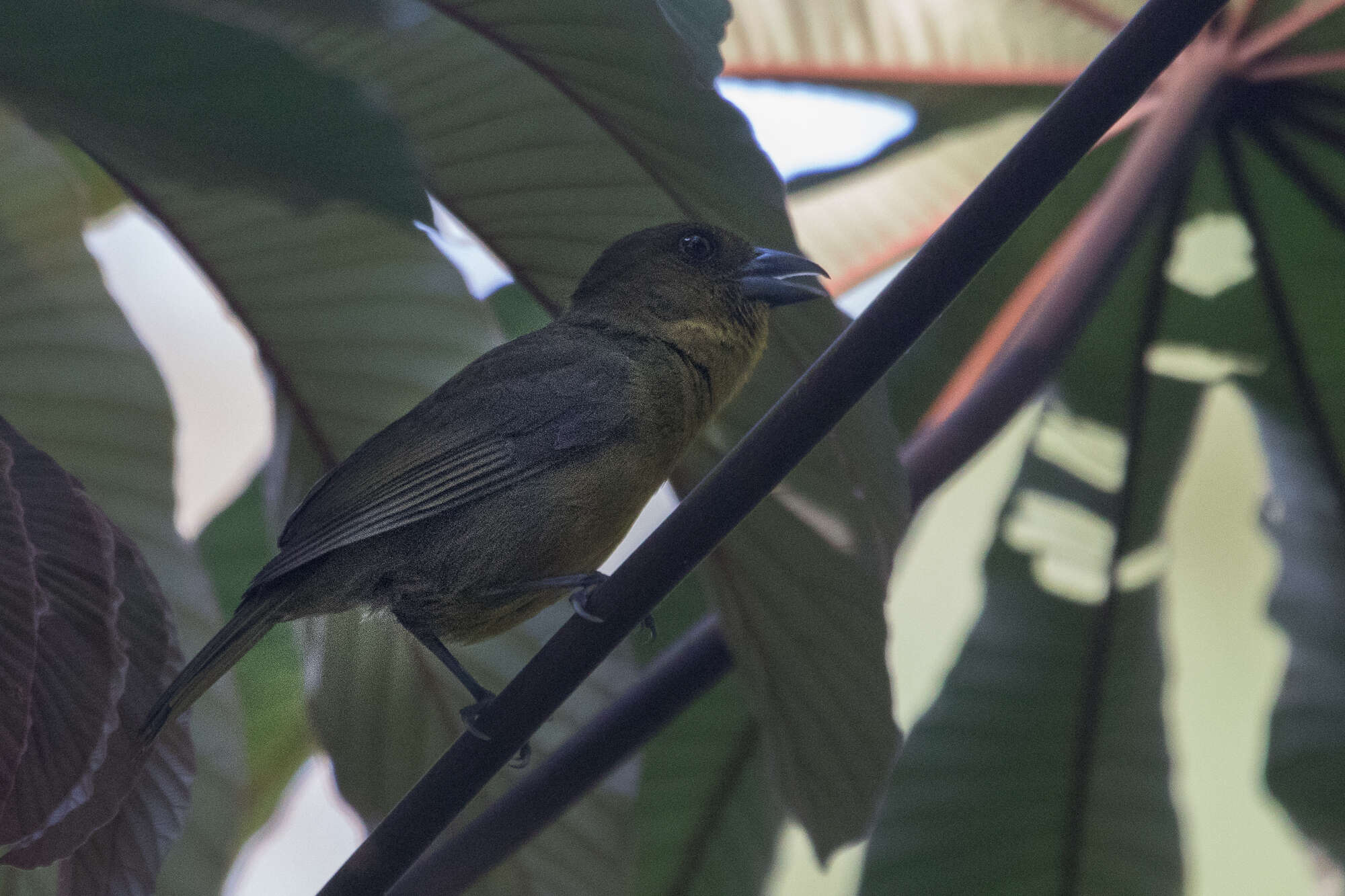 Chlorothraupis carmioli (Lawrence 1868)的圖片