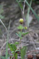 Image of Trifolium badium subsp. rytidosemium