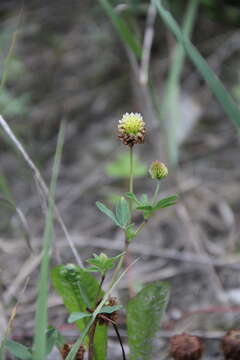 Image of Trifolieae