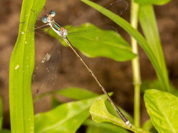 Imagem de Lestes pinheyi Fraser 1955