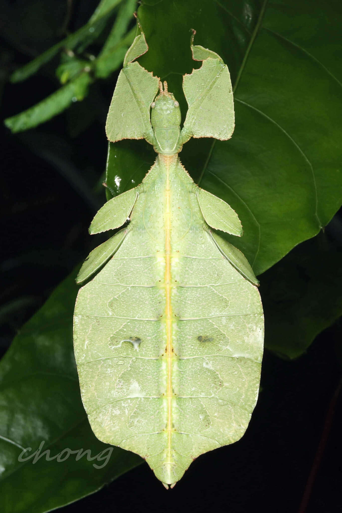 Image of Cryptophyllium yunnanense (Liu 1993)