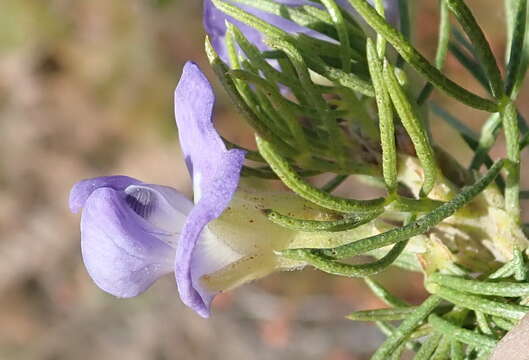 Image of Psoralea azuroides