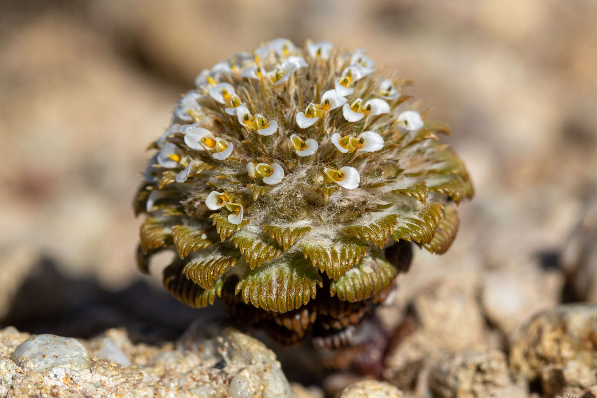 Nassauvia lagascae var. globosa Skottsb. resmi