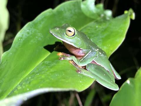 Image de Zhangixalus aurantiventris (Lue, Lai & Chen 1994)