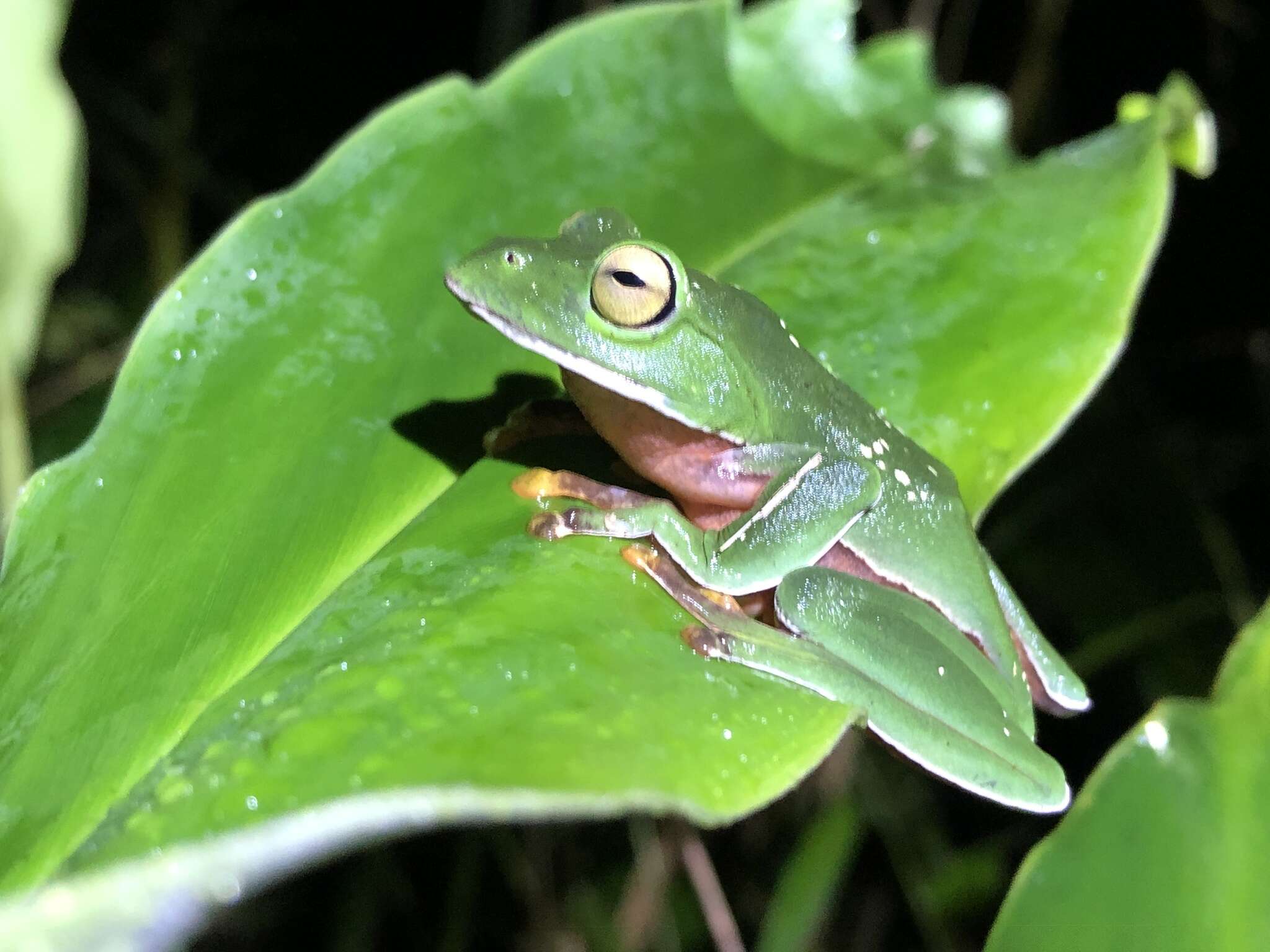 Image of Zhangixalus aurantiventris (Lue, Lai & Chen 1994)