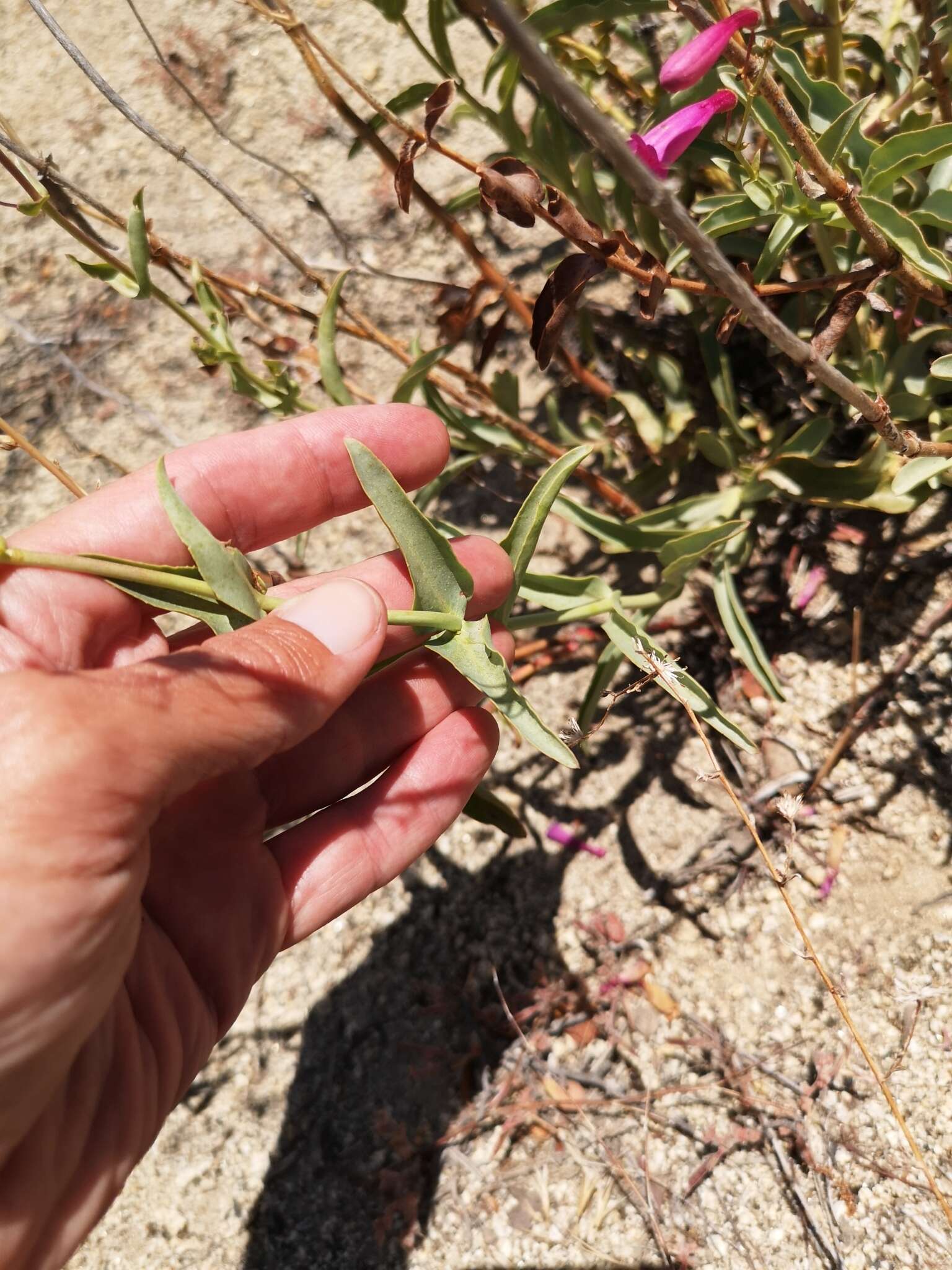 Image of beardtongue