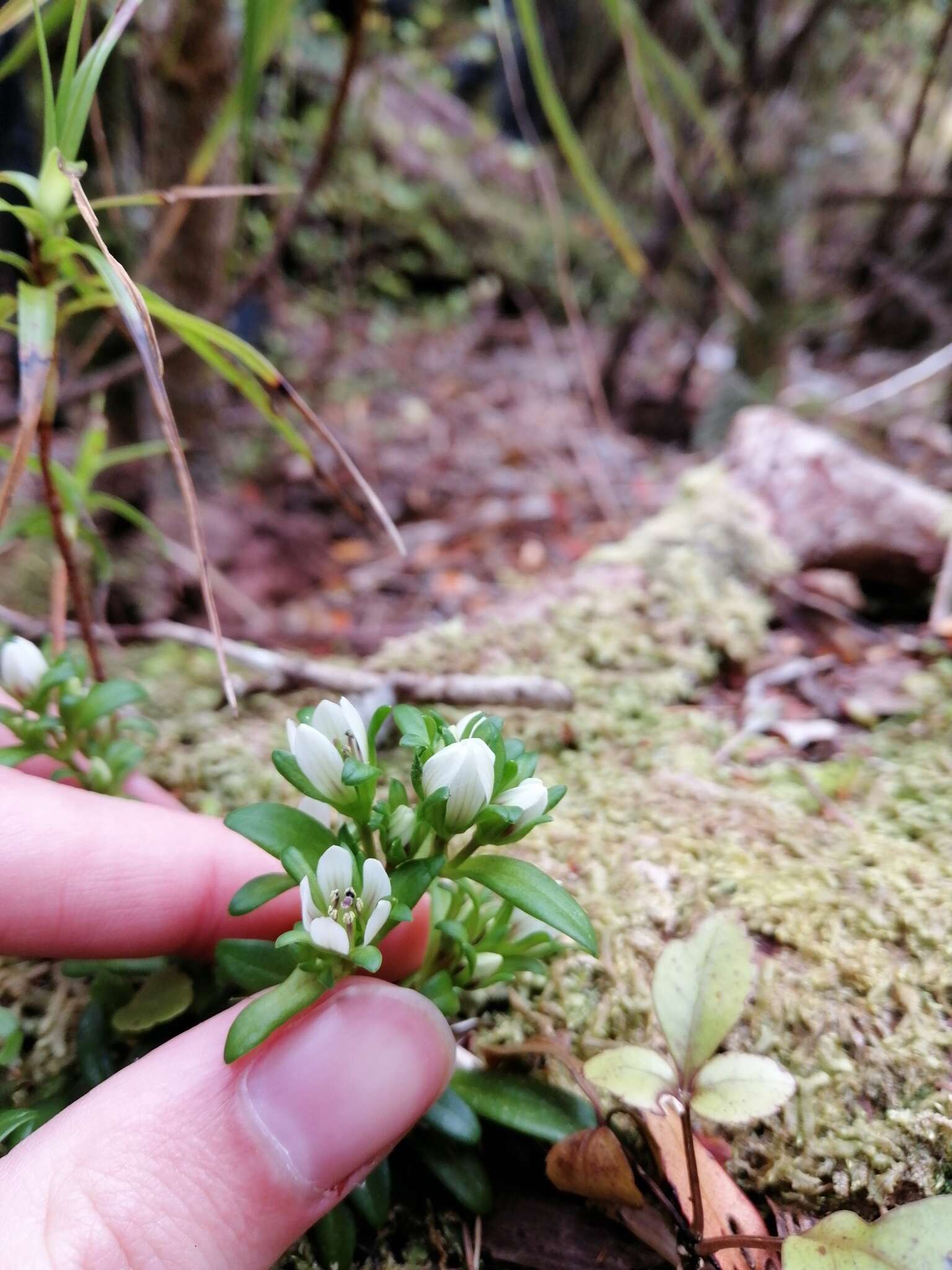 Image of Gentianella concinna (Hook. fil.) T. N. Ho & S. W. Liu