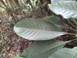 Image of Psychotria cephalophora Merr.