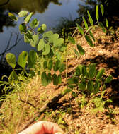 Image of Adenopodia spicata (E. Mey.) C. Presl