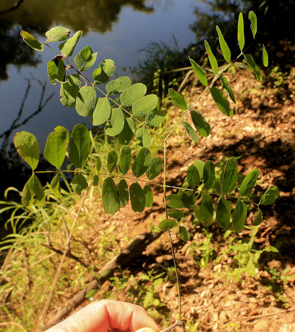 Image of Adenopodia spicata (E. Mey.) C. Presl