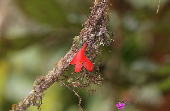 صورة Dendrobium cuthbertsonii F. Muell.