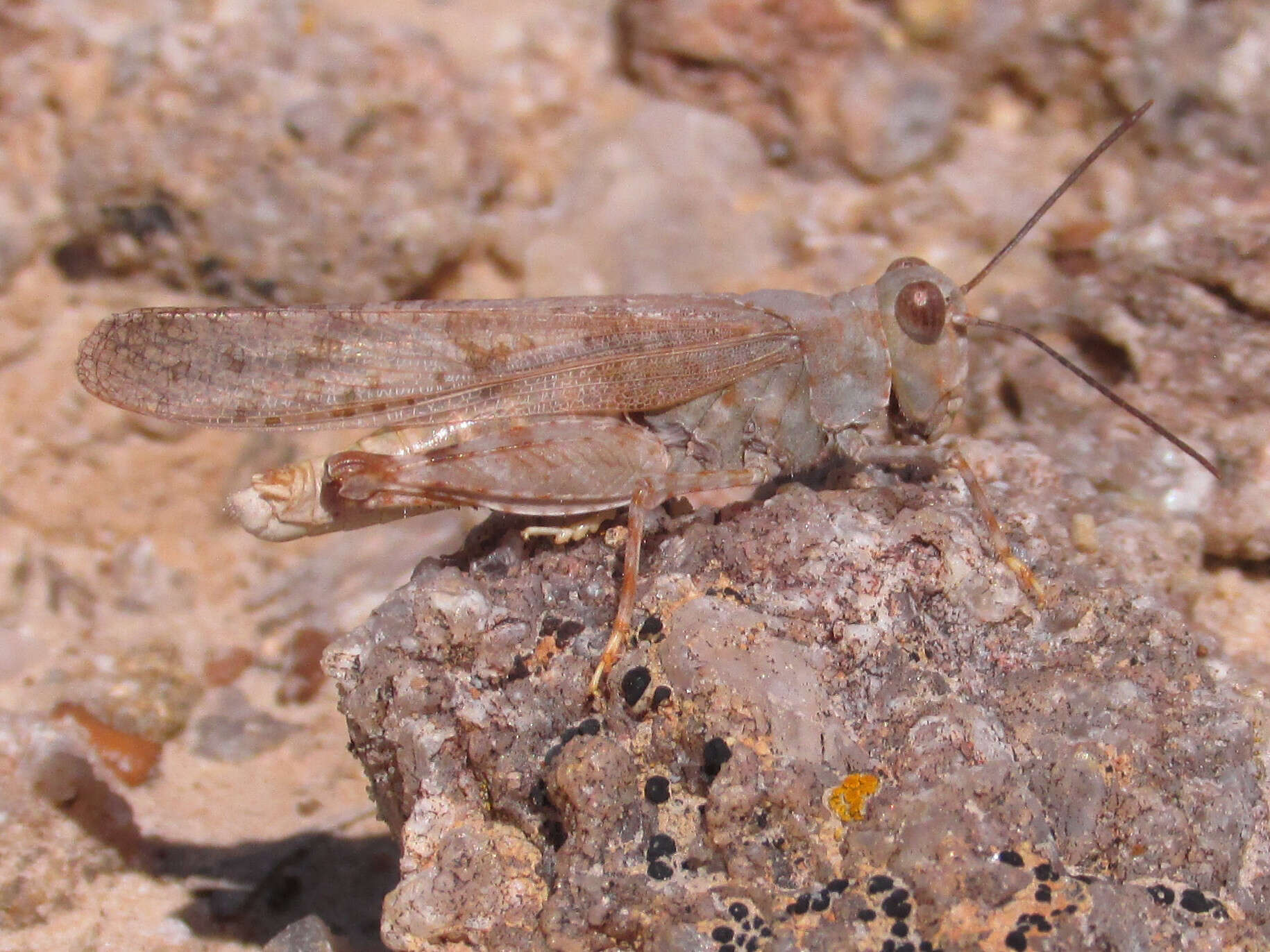 Trimerotropis sparsa (Thomas & C. 1875)的圖片