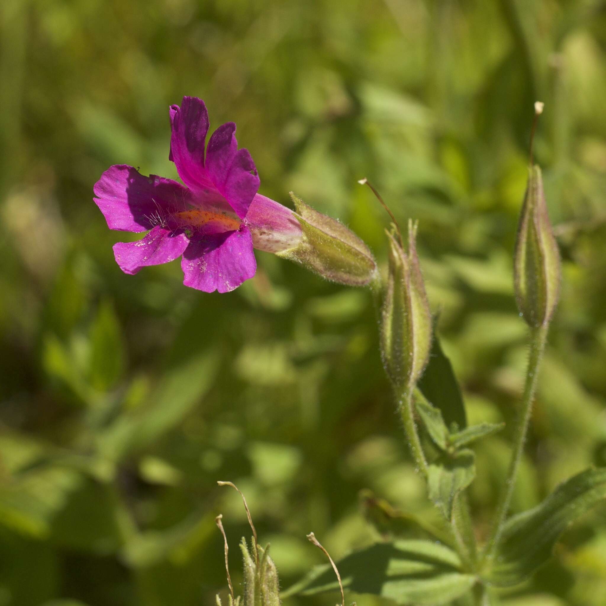 Image of Great Purple Monkey-Flower