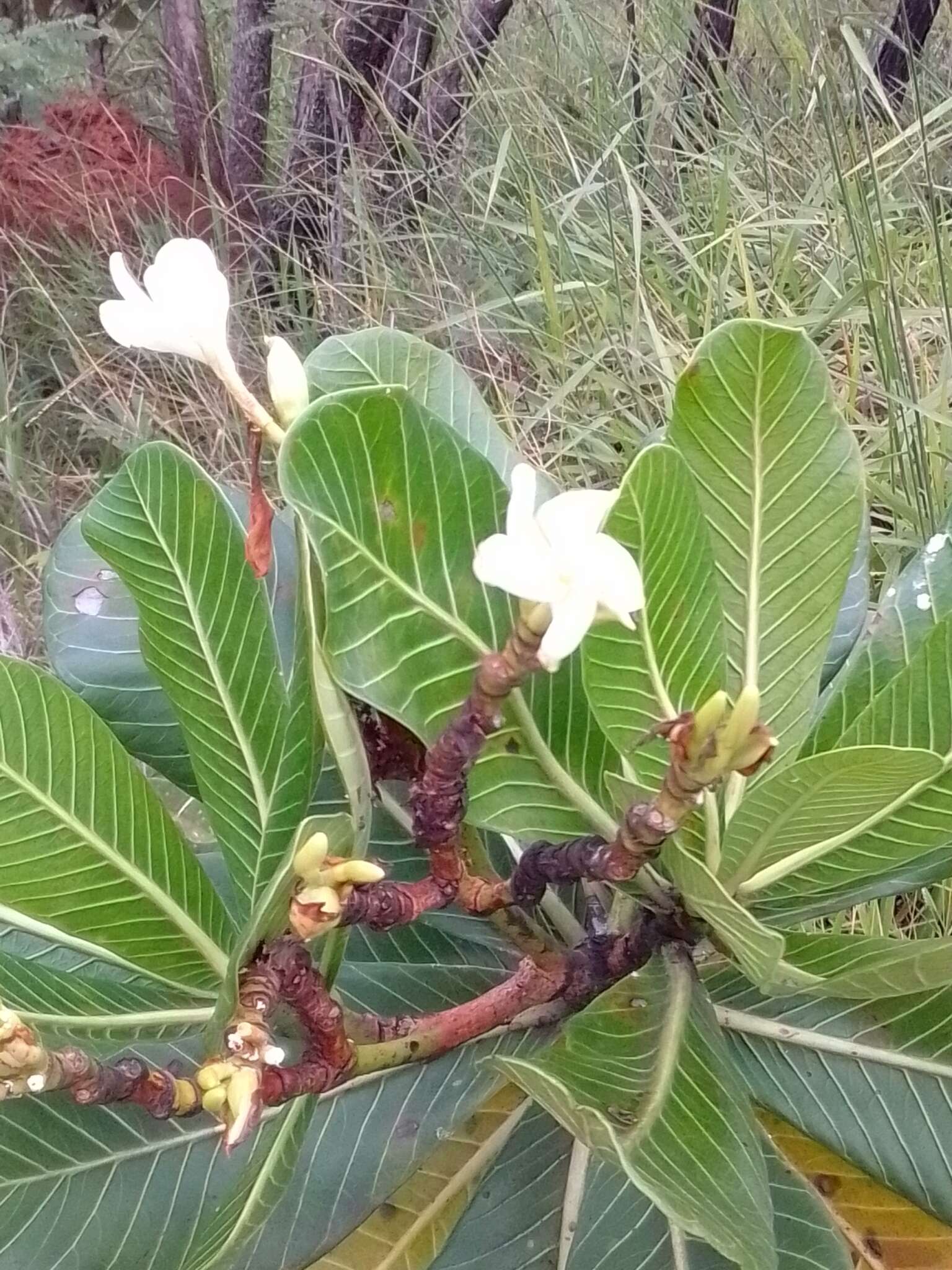 Himatanthus obovatus (Müll. Arg.) R. E. Woodson的圖片