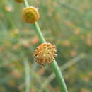 Image of Tersonia cyathiflora (Fenzl) A. S. George ex J. W. Green