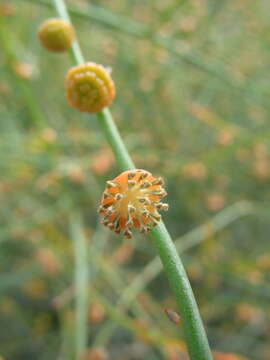 Image of Tersonia cyathiflora (Fenzl) A. S. George ex J. W. Green