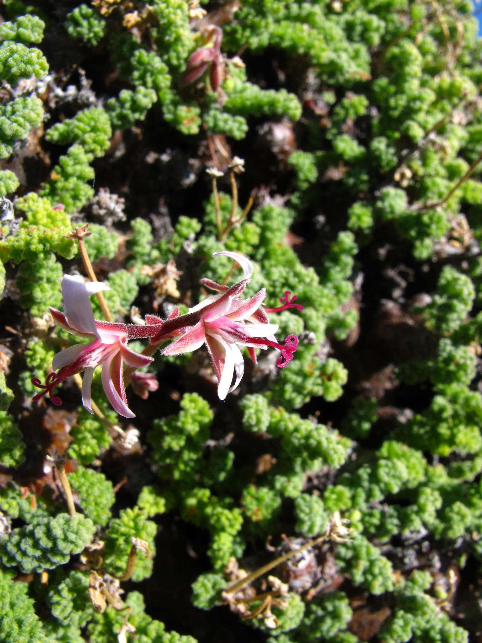 Image of Pelargonium alternans Wendl.