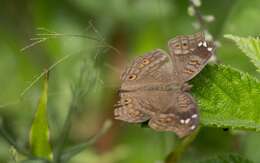 Imagem de Junonia natalica Felder 1860