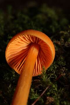 Image of Entoloma salmoneum (Peck) Sacc. 1887