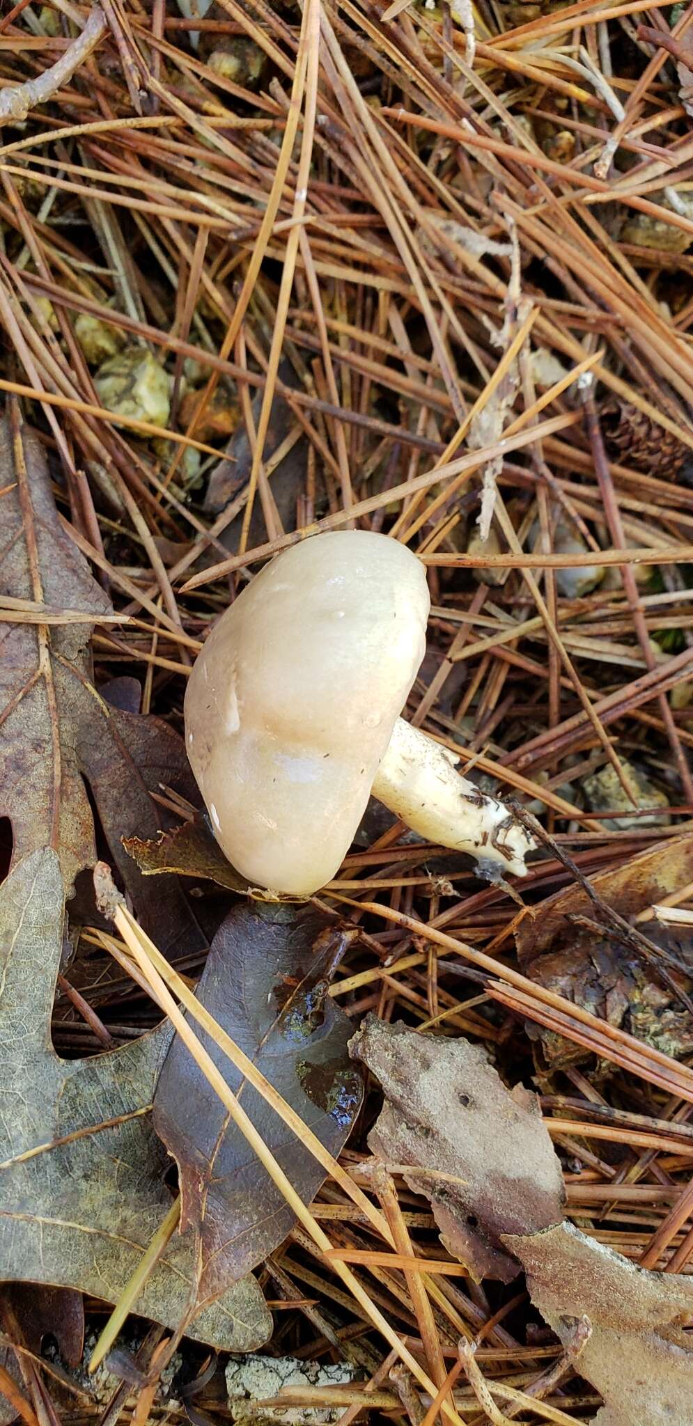 Plancia ëd Hygrophorus occidentalis A. H. Sm. & Hesler 1939