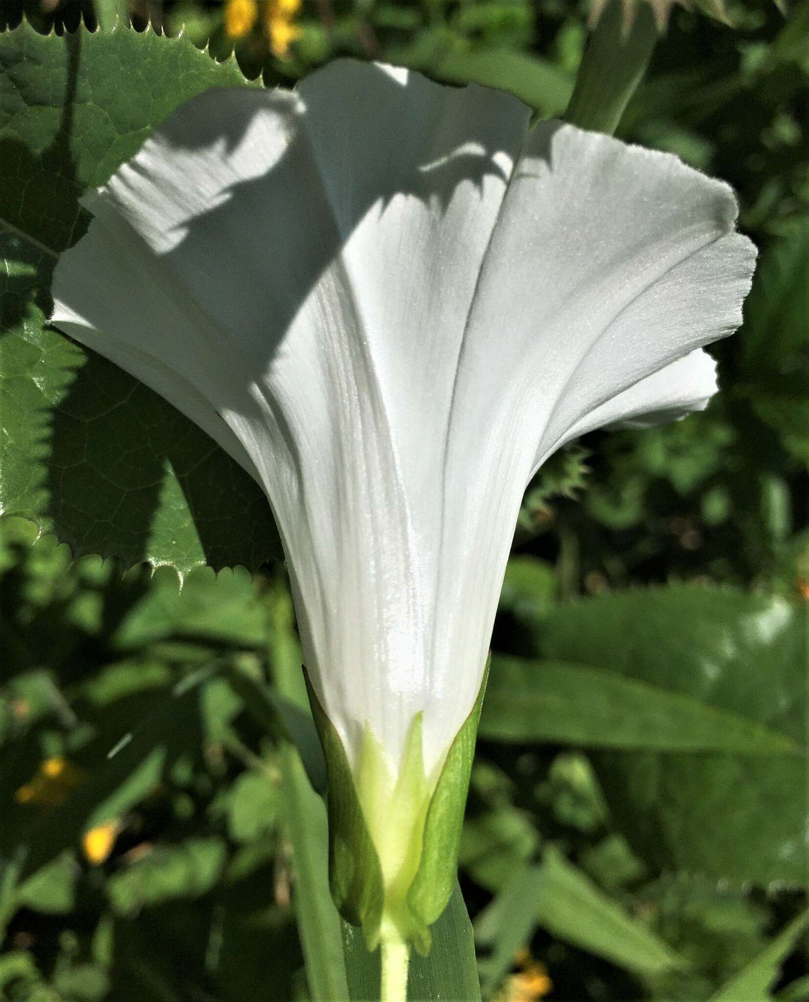 Image of Hedge False Bindweed