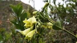 Image of Macrocarpaea glabra (L. fil.) Gilg