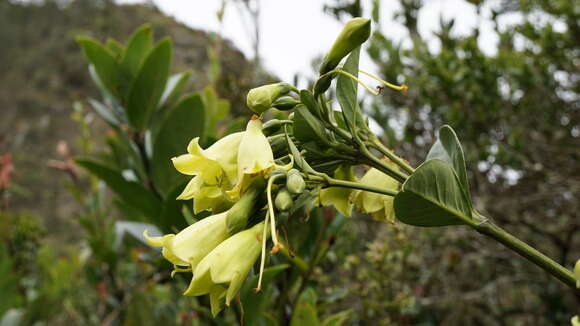 Imagem de Macrocarpaea glabra (L. fil.) Gilg