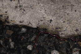 Image of Slender Worm Snake