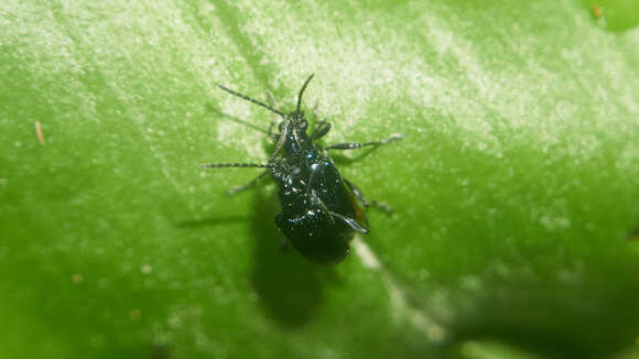 صورة <i>Lema concinnipennis</i>